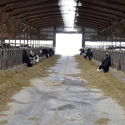 Lighting system improvement in a dairy barn in Allamakee County, Iowa.
