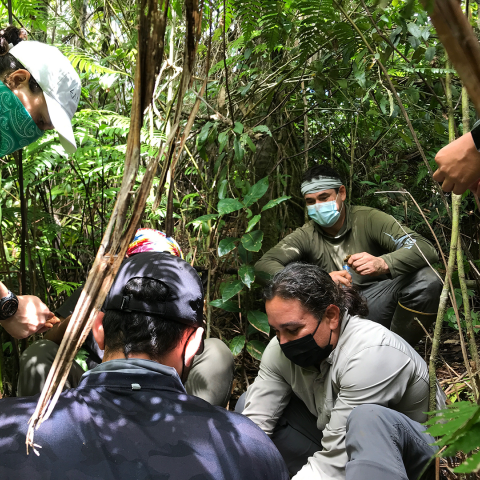 Caribbean State Soil Scientist Manuel Matos and MLRA Soil Survey Leader Samuel Rios conduct a soils field training for USFS El Yunque national forest interpreters on 2 Nov 2021.