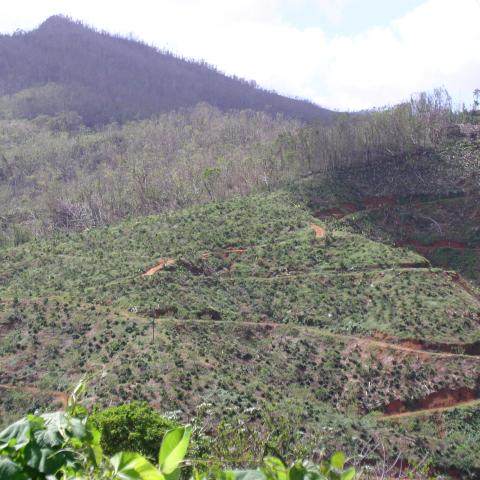 Coffee farm and forest destruction after hurricane María in Utuado, PR.