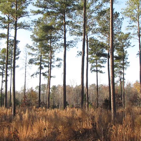 Working Lands for Wildlife - Northern Bobwhite in Pine Savanna Header