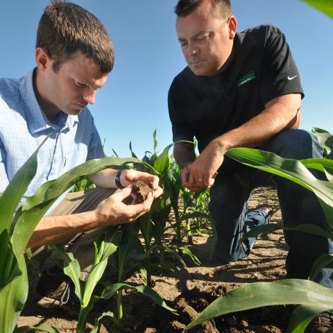 two men standing in corn field observing soil