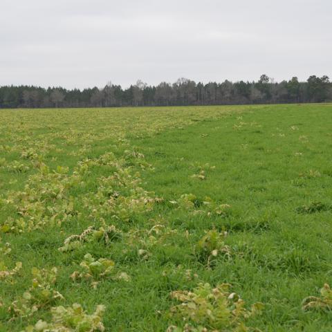 Cover Crop with raddishes on a Florida farm.