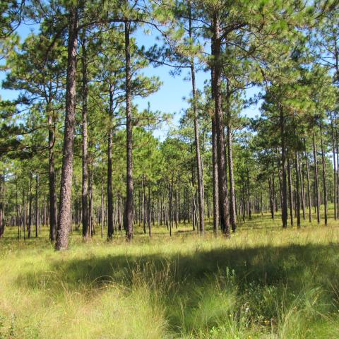 Picture of a mature longleaf pine trees with native wiregrass understory.
