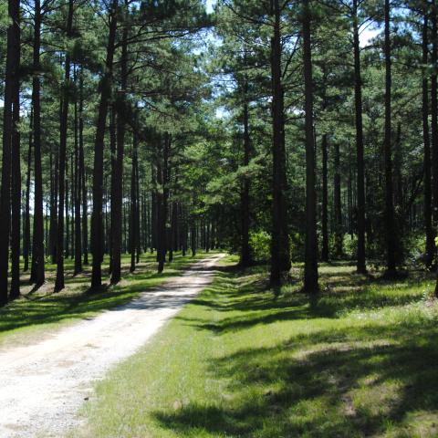 Gravel road leading off into a mature stand of pine trees, with a blue-sky peeking through the tree's canopy.