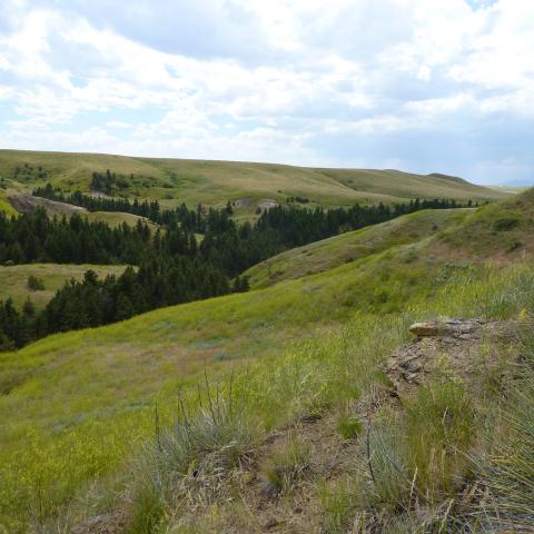 Grass-covered rangeland and wooded valleys in Fergus County, Montana