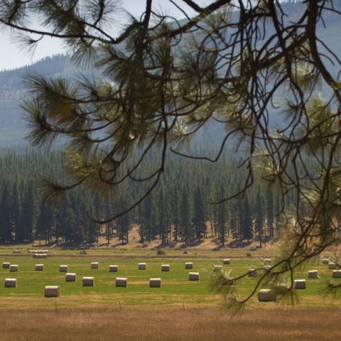 Haybales in a valley surrounded by conifer-covered hills, Flathead County, Montana