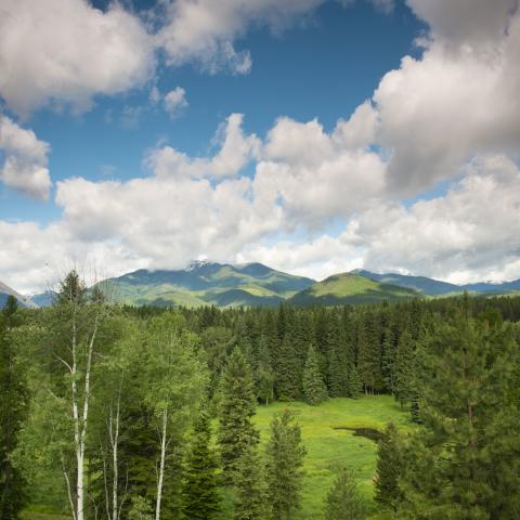 Mountain meadow with pond and stream surrounded by forest in Lincoln County, Montana