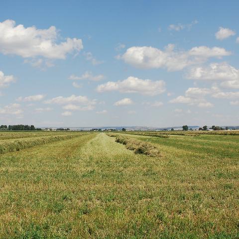 Hay crop in the Yellowstone Valley, Yellowstone County, Montana