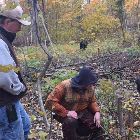 NRCS and partner staff examine a forest clearing created to improve habitat for at-risk song birds in Cheboygan County.