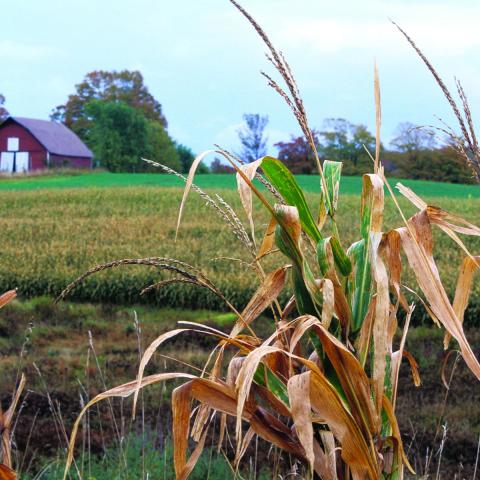 Farmland enrolled in a conservation easement in Charlevoix County.