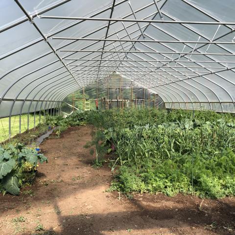 Flourishing green and healthy fruits and vegetables growing inside high tunnel. 