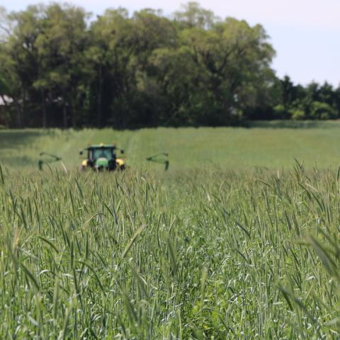 Lush field of cover crops.