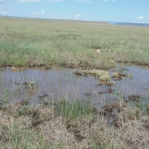 Grassland in northern New Mexico enrolled in a conservation easement to sequester carbon, provide habitat for wildlife, and protect working ranches
