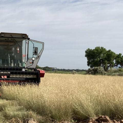 Harvesting 'Alma' blue grama seeds using a combine at Los Lunas Plant Materials Center, New Mexico.