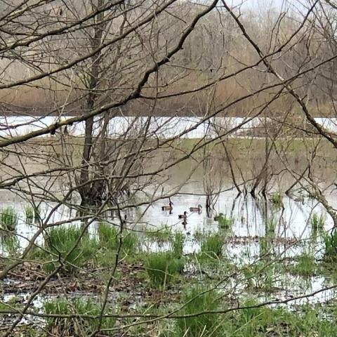 wetland with ducks and beaver hut