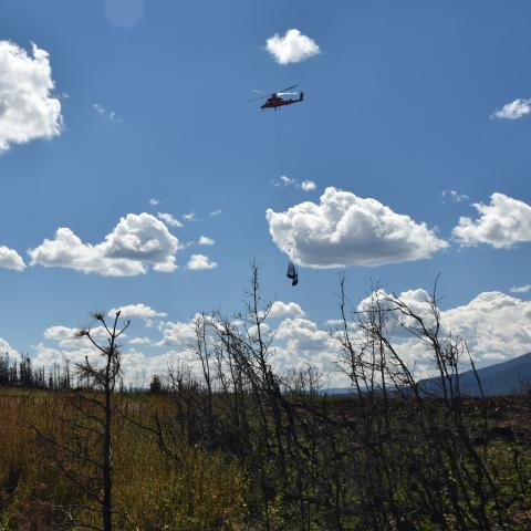 Helicopter silhouette carrying mulch over forest land burned by wildfire 