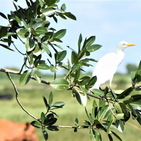A white bird perches on a tree branch on a sunny day