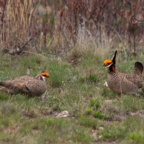 Two lesser prairie-chickens in the field