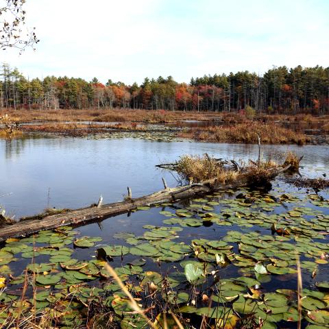 A wetland in Massachusetts.