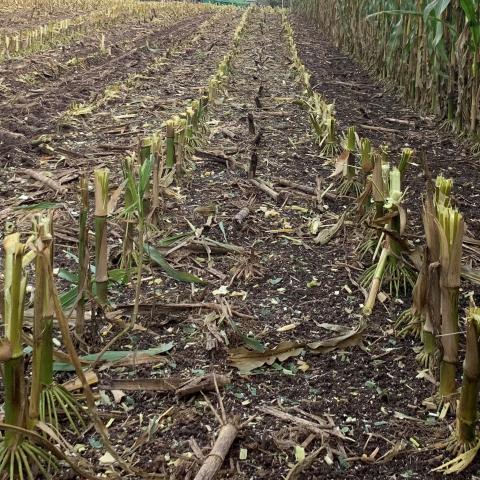 Corn stubble left in corn field.