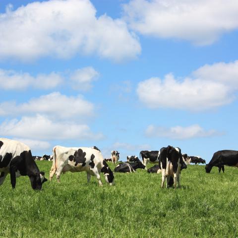 Grazing black and white Holstein dairy cattle.