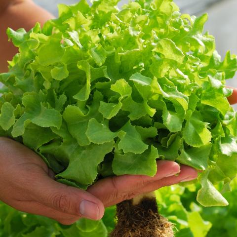 Hands holding lettuce grown using hydroponics. 