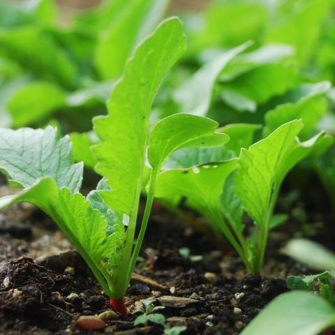 radish cover crop picture