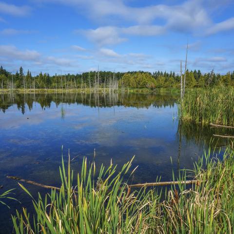 wetland scenic view