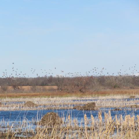 Wetland with geese