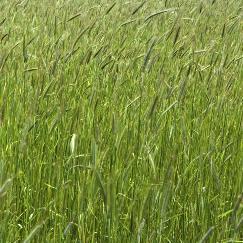 Rye grass cover crop