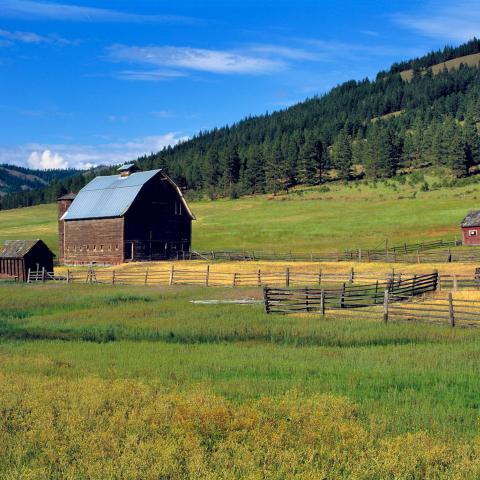 Washington State, Kittitas Co. Summer pasture surrounds an old barn on a farm in Kittitas County in central Washington State.
