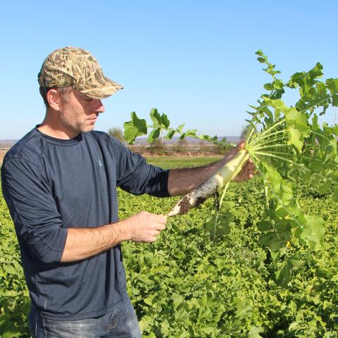 Daikon radish taproot