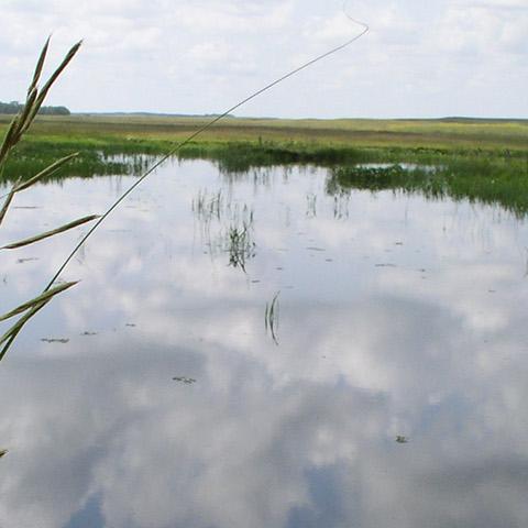 Tall aquatic plant with pond in the background