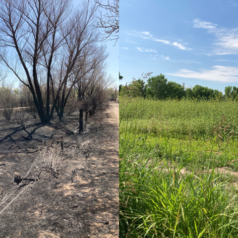 Side by side photos of land before and after fire recovery