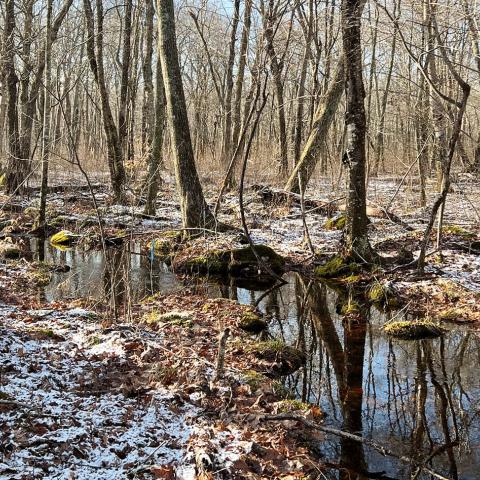 Snow dusts a stream through a forested Wetland Reserve Easement in North Kingstown, RI, 24 Jan 2023.