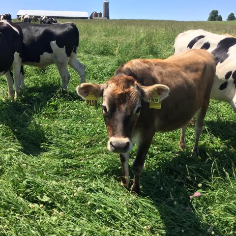 Cows grazing in field.