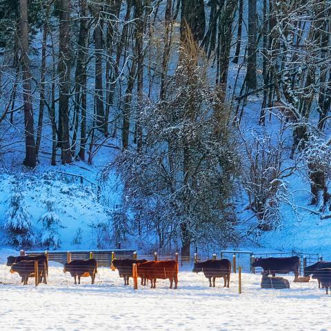Winter country setting with red barn and cattle