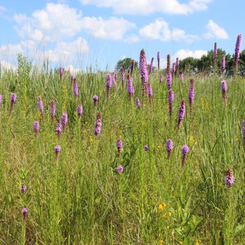 Missouri Roadside Remnant