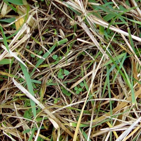 February grazing bites