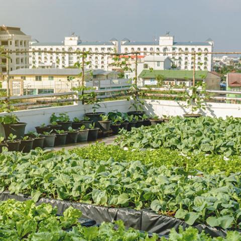 rows of potted romaine lettuce and other leafy green vegetables on a rooftop; other multistory buildings in the background