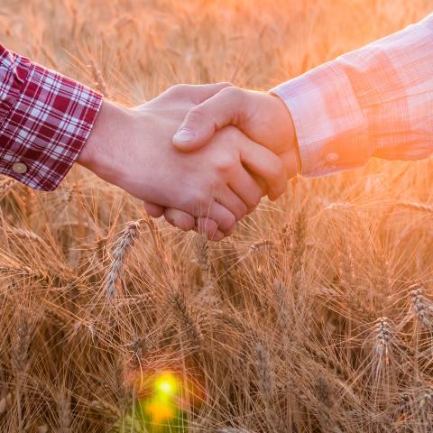 Close up of two hands shaking in a wheat field