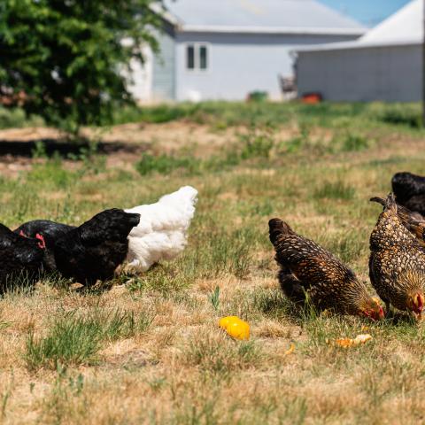 Organic chickens foraging in the homeowners yard.