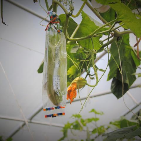 Cucumber hanging on a vine in a hoop house wrapped in plastic with Korean language on it.
