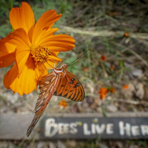 Orange flower with a butterfly