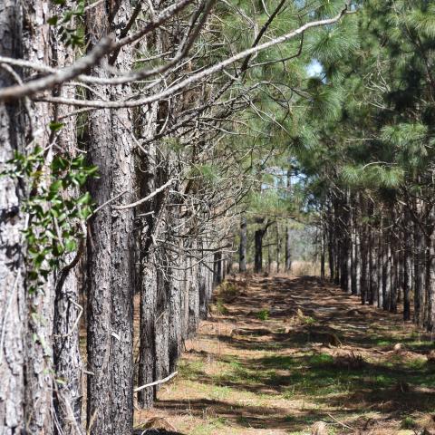 A longleaf needle pine tree forest