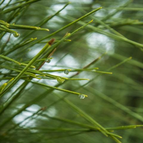 Longleaf Pine closeup of pine needles