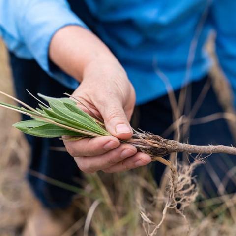 Person holding taproot of plants with hand in focus kneeling in field