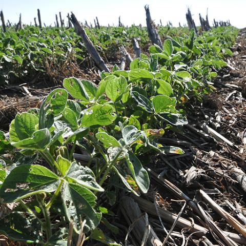 Soybeans grow through remaining corn residue on a cropland field managed under no-till.