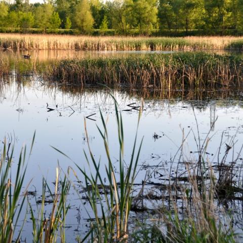 wetland with ducks