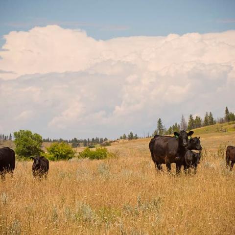 cows grazing in field 